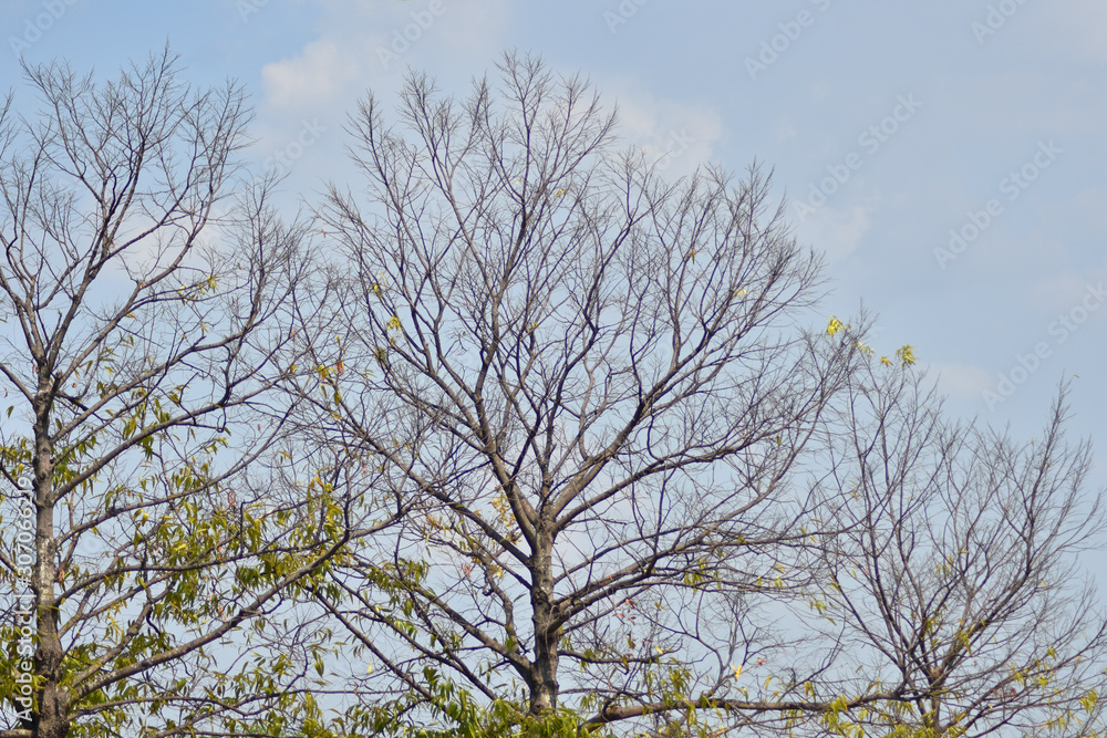 Leafless trees and branches in the dry season Leafless trees and branches in the dry season