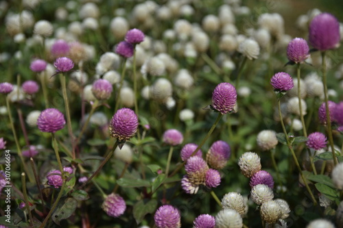Close up view of beauty meadow bunga kenop or Gomphrena globosa, a herb flowers botanical plant trees leaves good for health. known as globe amaranth, makhmali, and vadamalli family Amaranthaceae