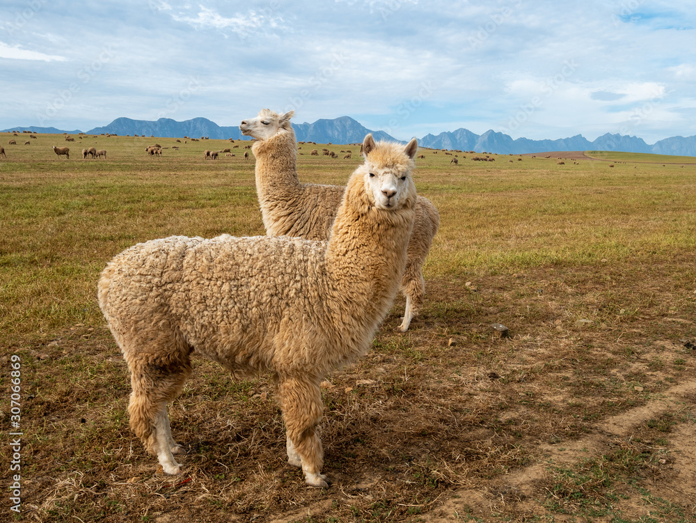 Fototapeta premium GH5R304928