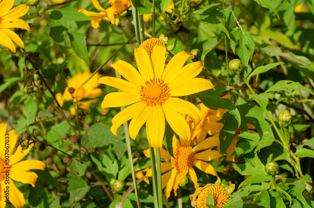 Tithonia diversifolia or Mexican sunflower on the hill Tithonia diversifolia or Mexican sunflower on the hill