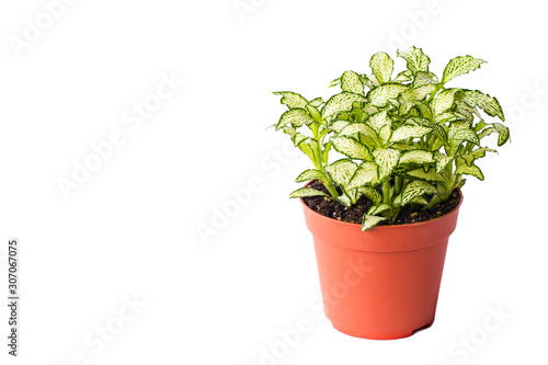 Little plant in plastic pot isolated on white background. Space for add text. Eco Plants energy saving concept.