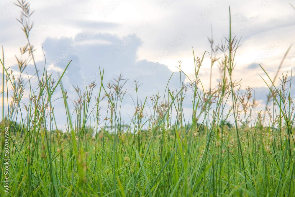 Green grass flower against sky for background or backdrop. Green grass flower against sky for background or backdrop.