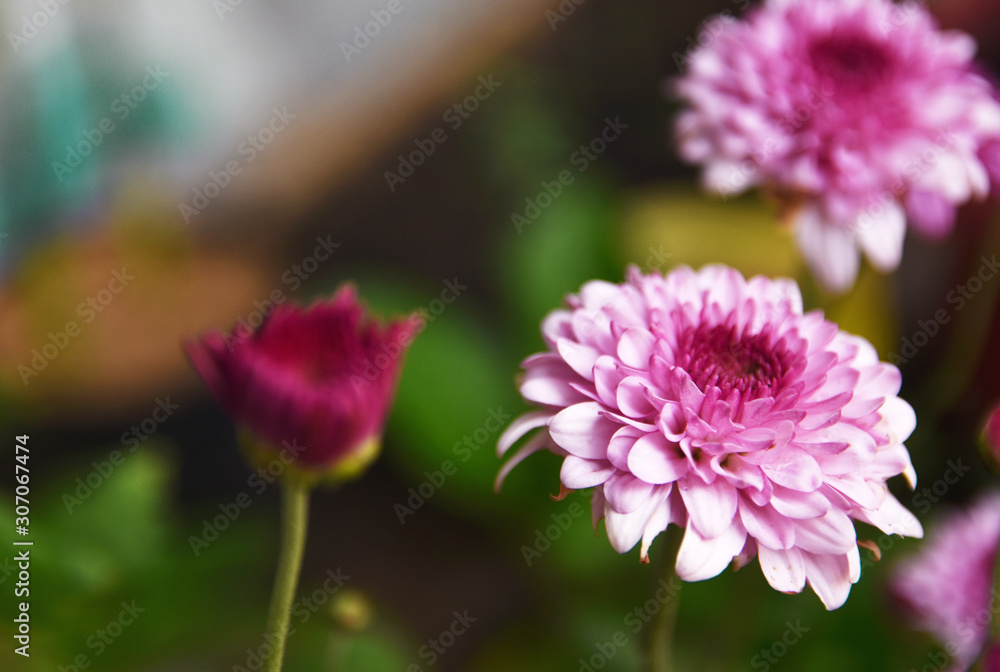 Pink flower of Chrysanthemum (Dendranthema indicum or Chrysanthemum indicum), plant herb 