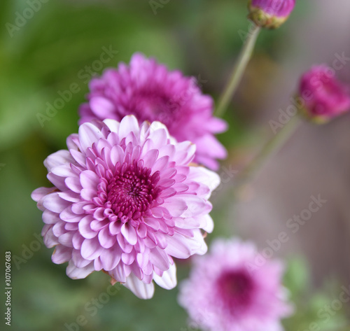 Pink flower of Chrysanthemum (Dendranthema indicum or Chrysanthemum indicum), plant herb 