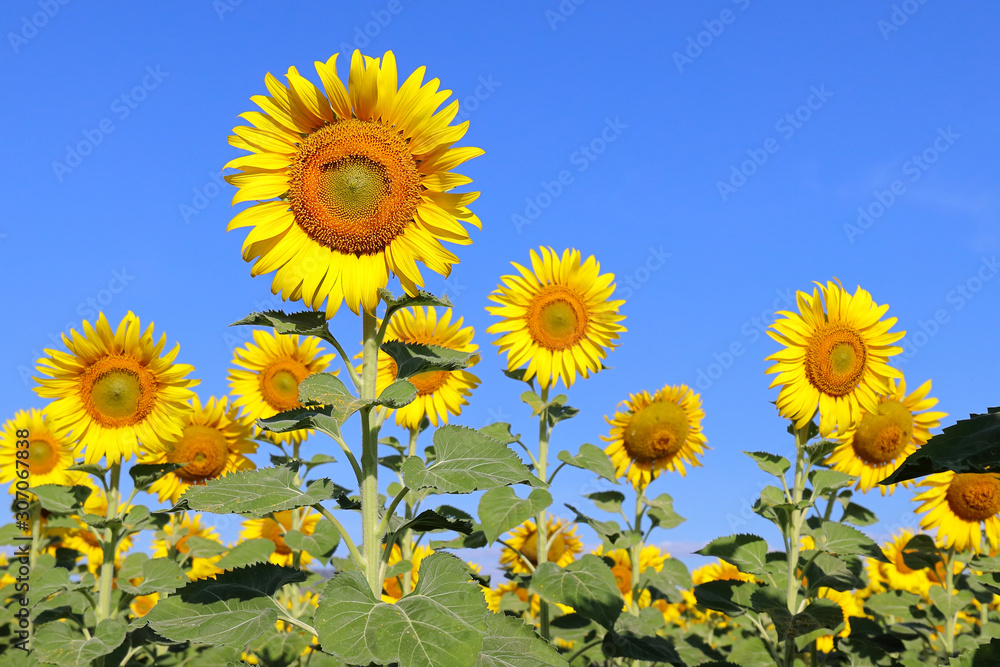 Beautiful sunflower blooming in the field.