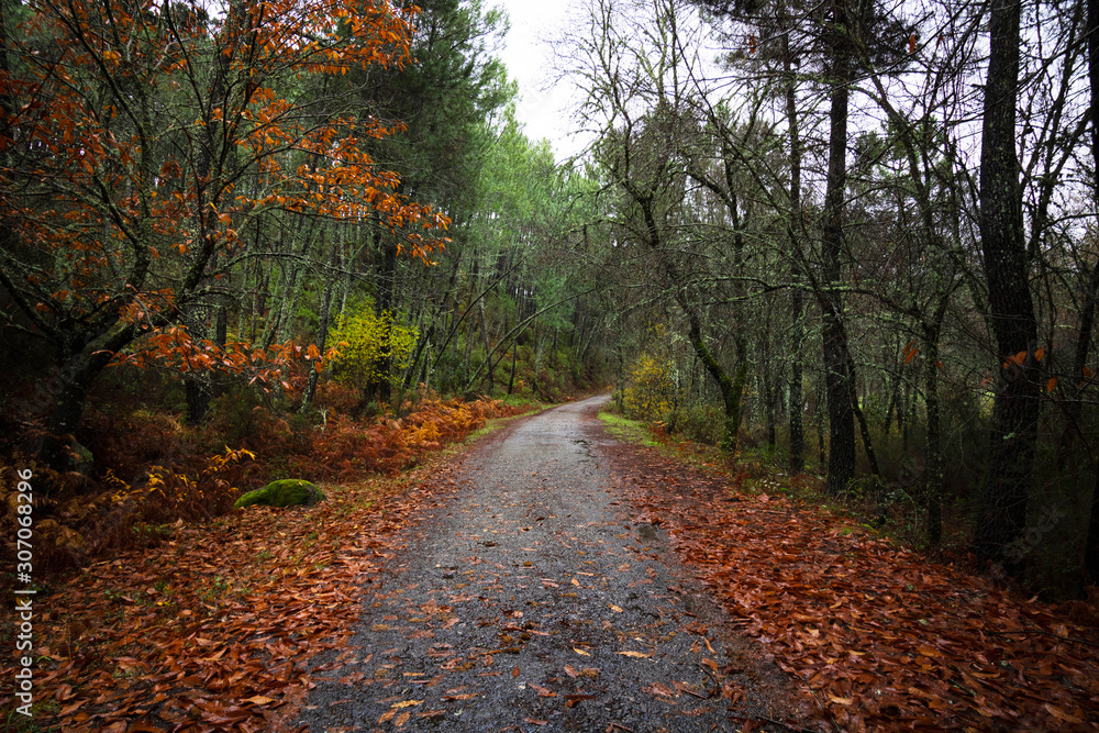 Camino entre el bosque en otoño