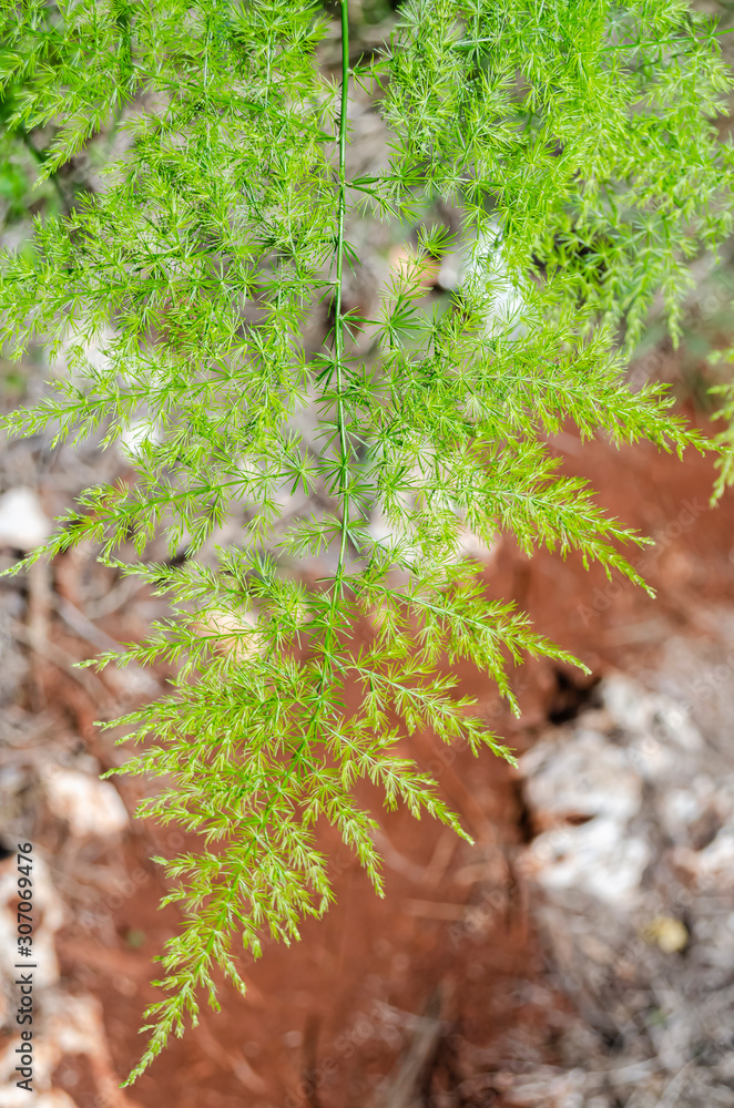 Obraz premium Asparagus Setaceus Leaf