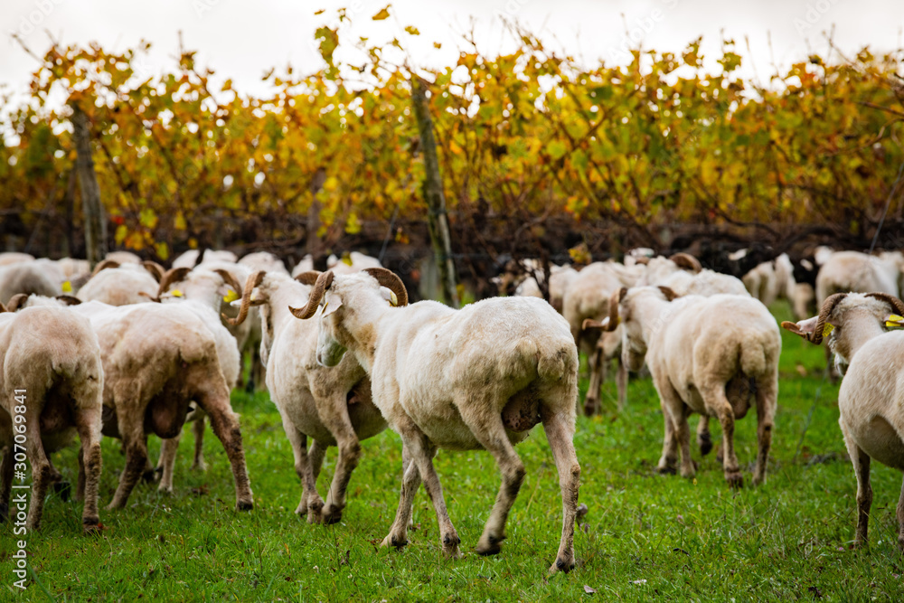 Obraz premium Sustainable development, Flock of sheep grazing grass in Bordeaux Vineyard