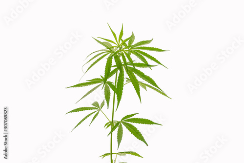 The vegetative stage of marijuana herb plants with a white background.