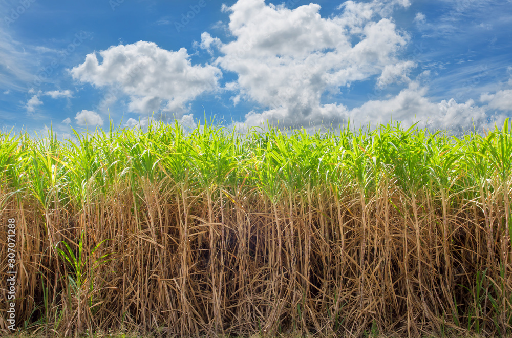 Sugar cane field with cloud and blue sky Sugar cane field with cloud and blue sky