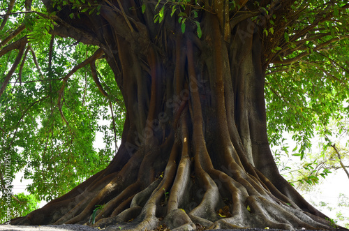 Trunk and big tree roots spreading out beautiful in the tropics. The concept of care and environmental protection.