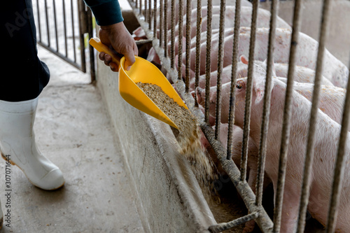 Farmer feeding pig in organic rural farm agricultural. Livestock industry