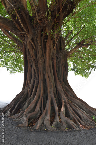 Trunk and big tree roots spreading out beautiful in the tropics. The concept of care and environmental protection.