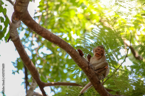 Photography monkey smile sitting On the tree stump looking