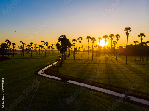 Green paddy rice plantation field sun rise sky with silhouette palm tree