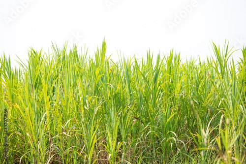 Green grass texture for backdrop or background isolated on white background.
