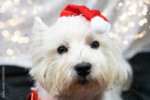 Little white dog, West Highland White Terrier, with a Santa Claus hat