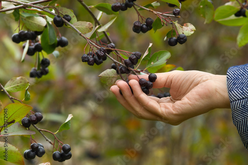 hand picks berries chokeberry