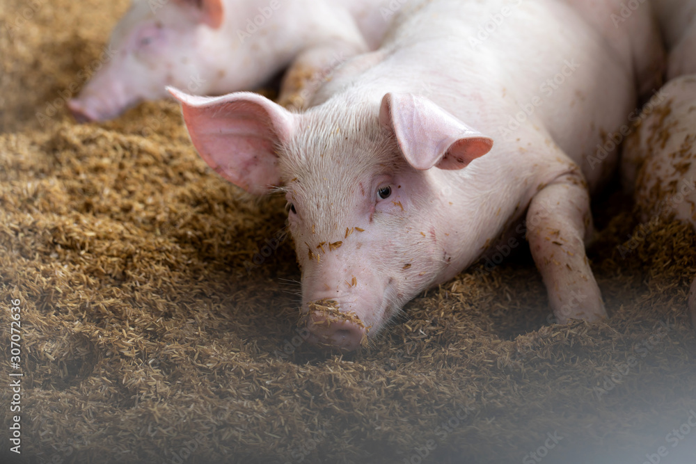 Lovely pig in organic rural farm agricultural. Livestock industry Lovely pig in organic rural farm agricultural. Livestock industry