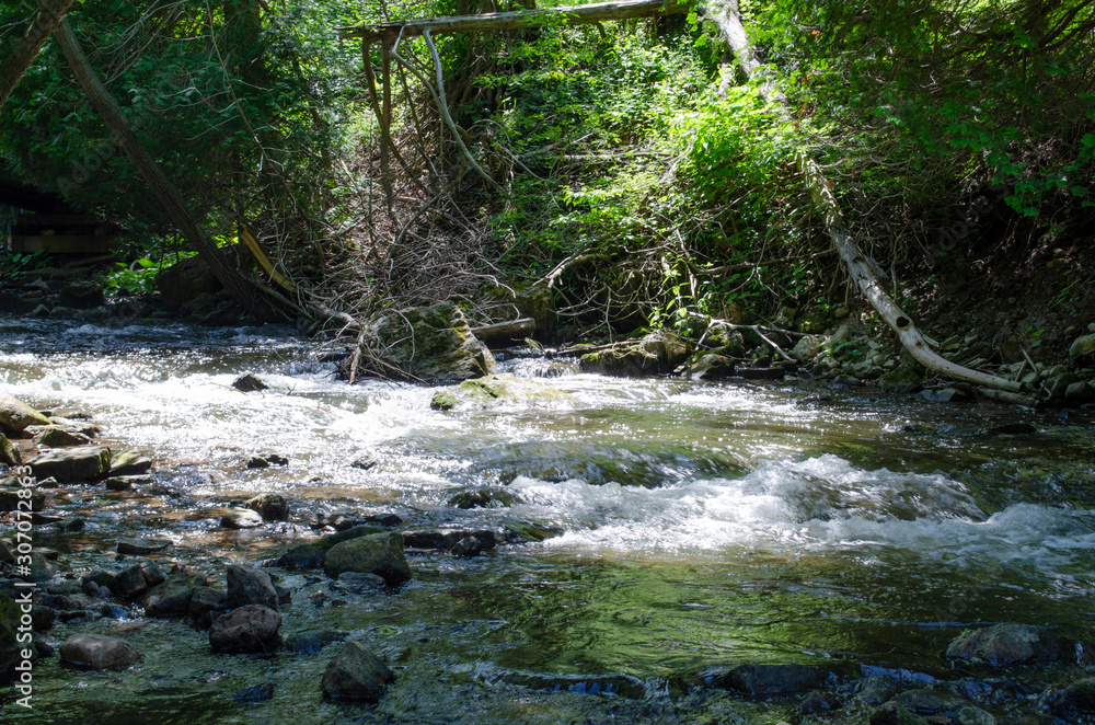 Obraz premium Forest Small River Stream