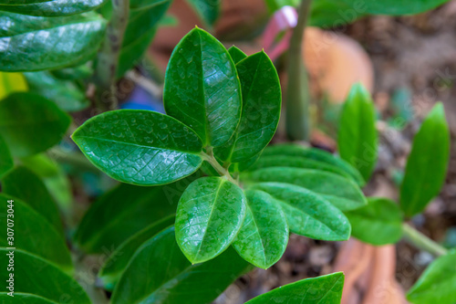 Selective focus on Green leaf bush