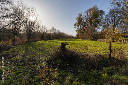 Krefeld-Verberg - View to pollard willows at Niepkuhlen / Germany