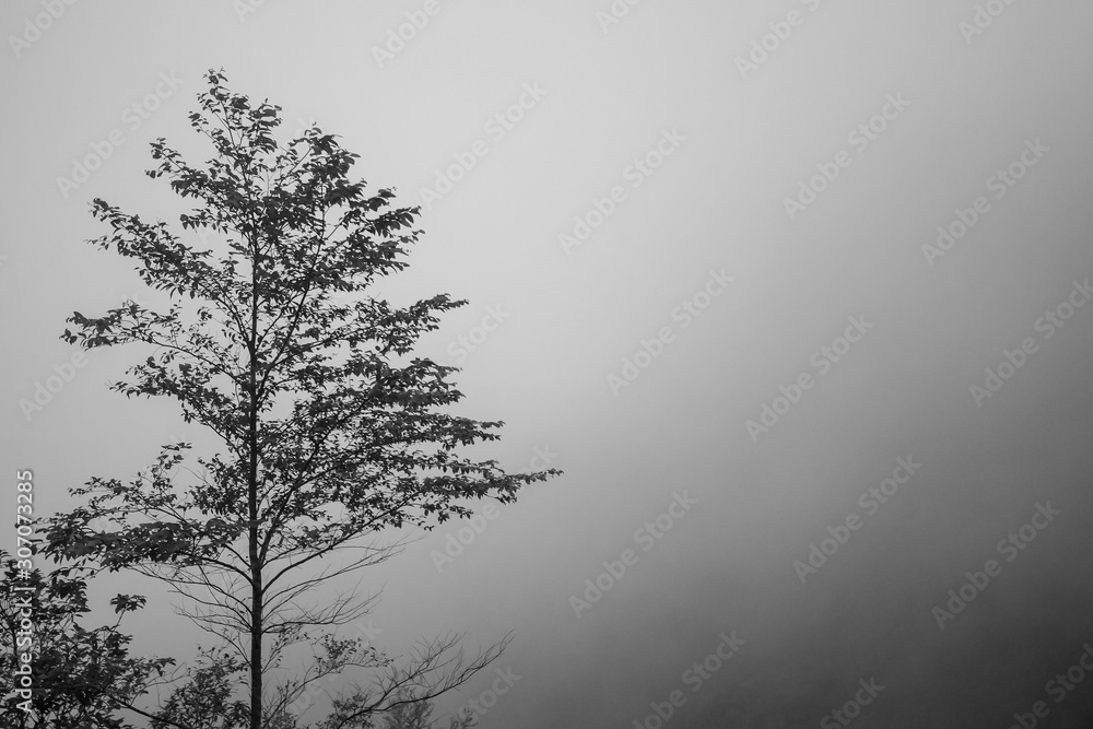 Black and white tree in forest with fog foggy or mist. Black and white tree in forest with fog foggy or mist.