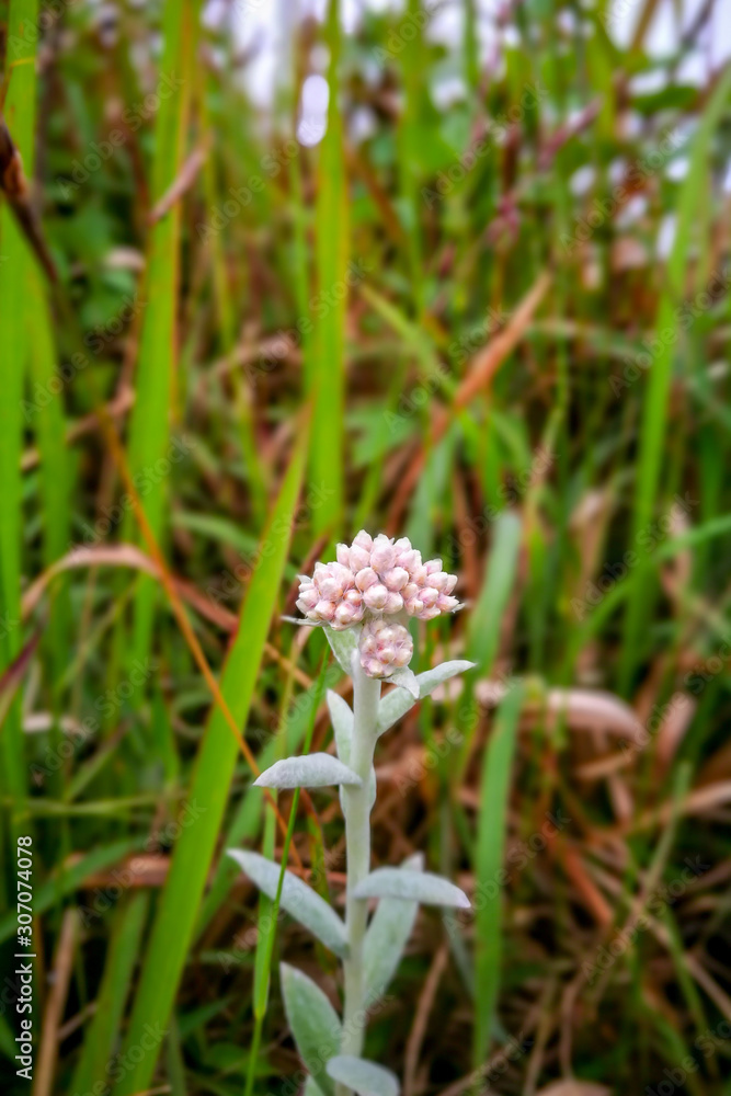 beautiful grass flower in real forest on the mountain. beautiful grass flower in real forest on the mountain.