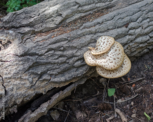 USA, Nevada, White Pine County, Great Basin National Park. Dryad's Saddle (Polyporus squamosus) Polypore Fungus Mushroom Growing on Fallen Tree Log photo