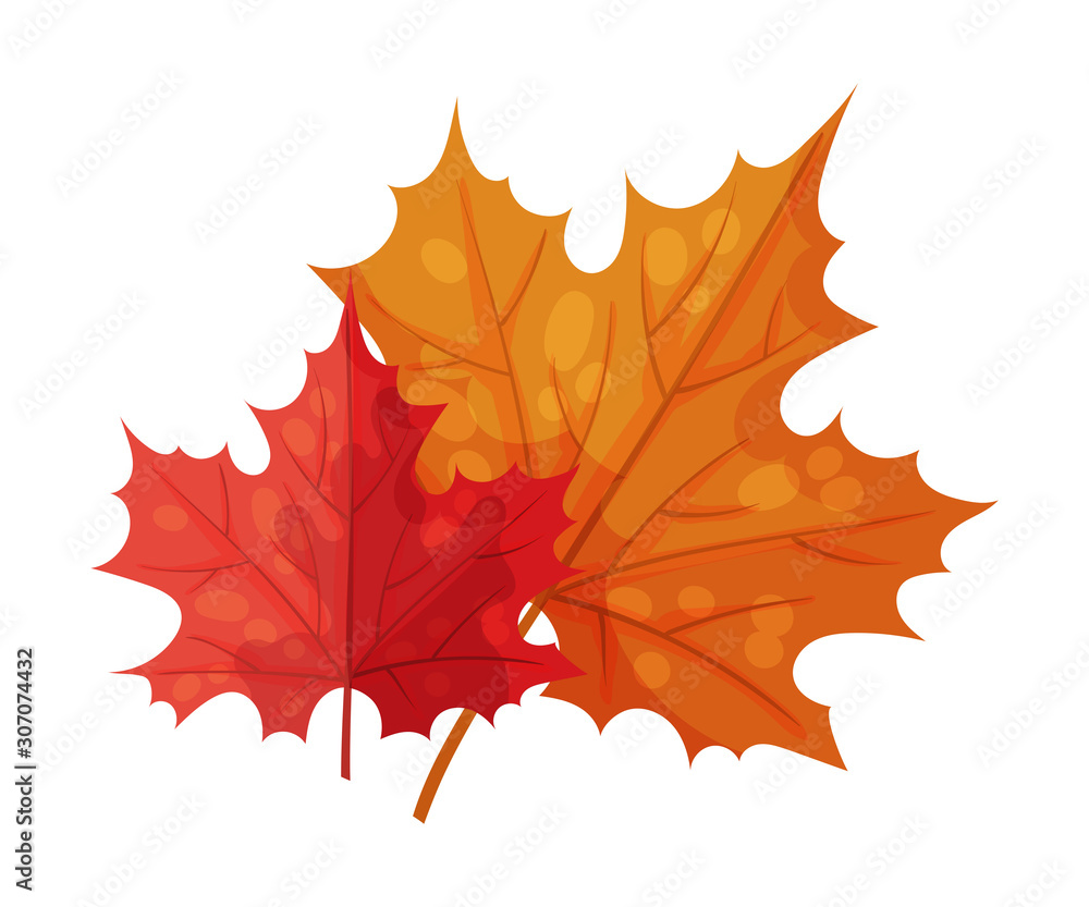 Maple Leaf as Thanksgiving Feast Symbol Vector Illustration Maple Leaf as Thanksgiving Feast Symbol Vector Illustration