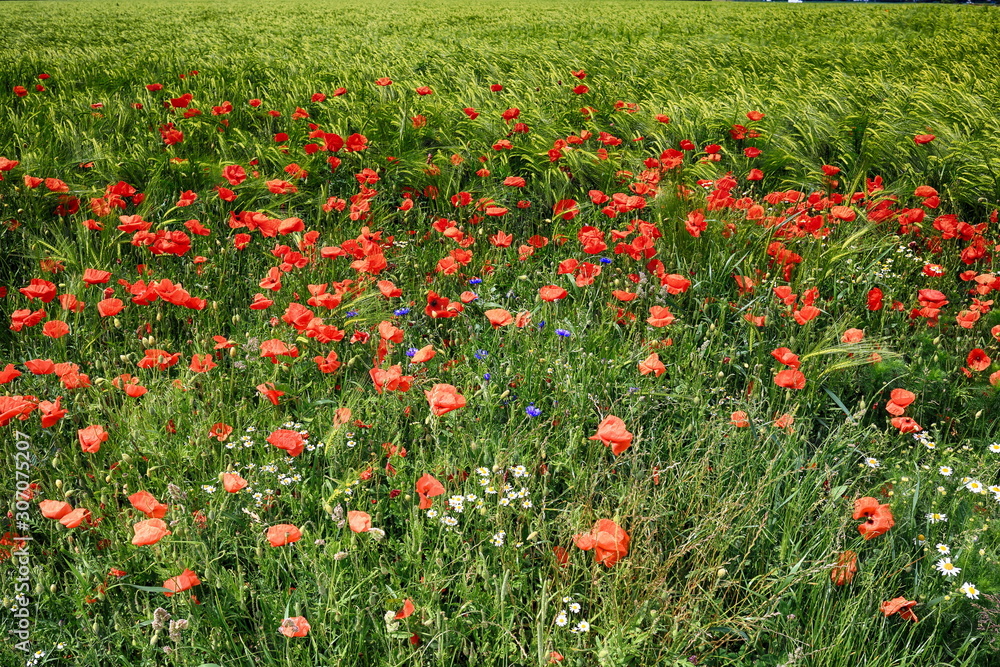 Flowers red and blue in the field