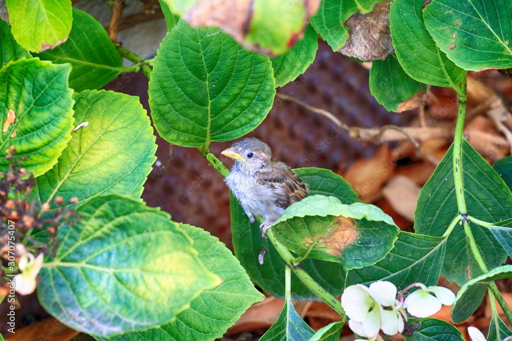 Young bird hides in leaves scared