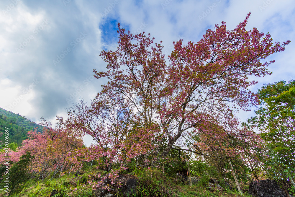 Wild Himalayan Cherry flower blossoming along the mountains in Doi Inthanon National Park, Chiang Mai, Thailand. Wild Himalayan Cherry flower blossoming along the mountains in Doi Inthanon National Park, Chiang Mai, Thailand.