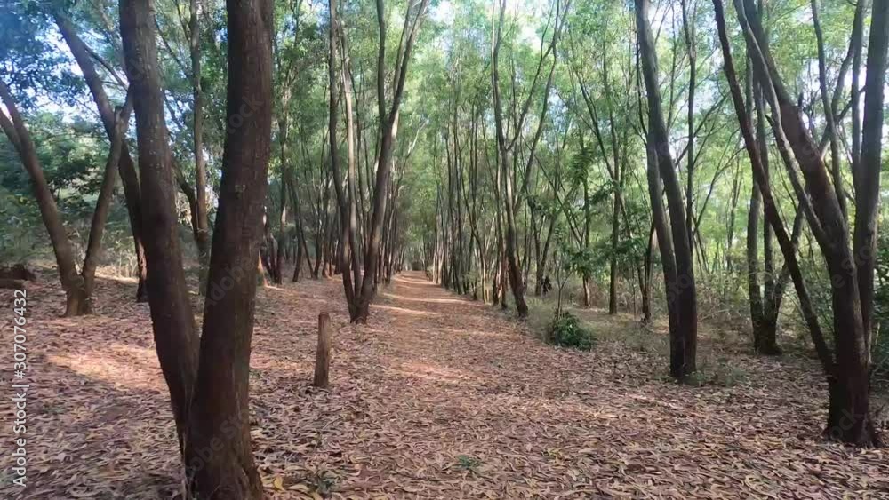 A Peaceful Walk In The Lush Green Niligri Forest , India On A Bright Sunny Day - Time Lapse A Peaceful Walk In The Lush Green Niligri Forest , India On A Bright Sunny Day - Time Lapse