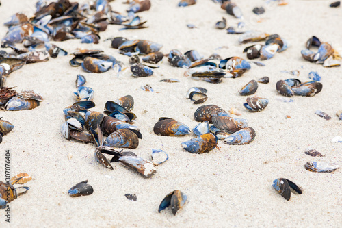 Empty Mussel shells washed up on a beach on the Western seaboard of Cape Town photo