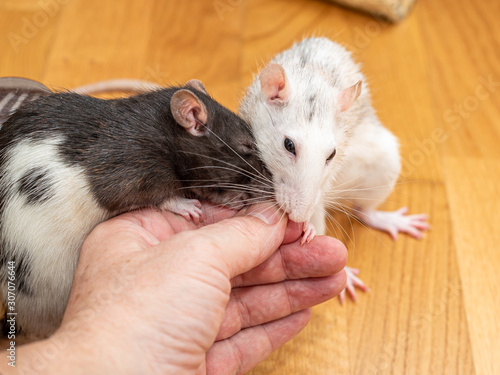 Man feeding his pet rats by hand