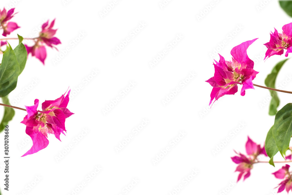 pink bougainvillea flowers on a white background. place for text. frame. copy space