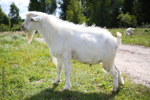 white goat in the summer in the village