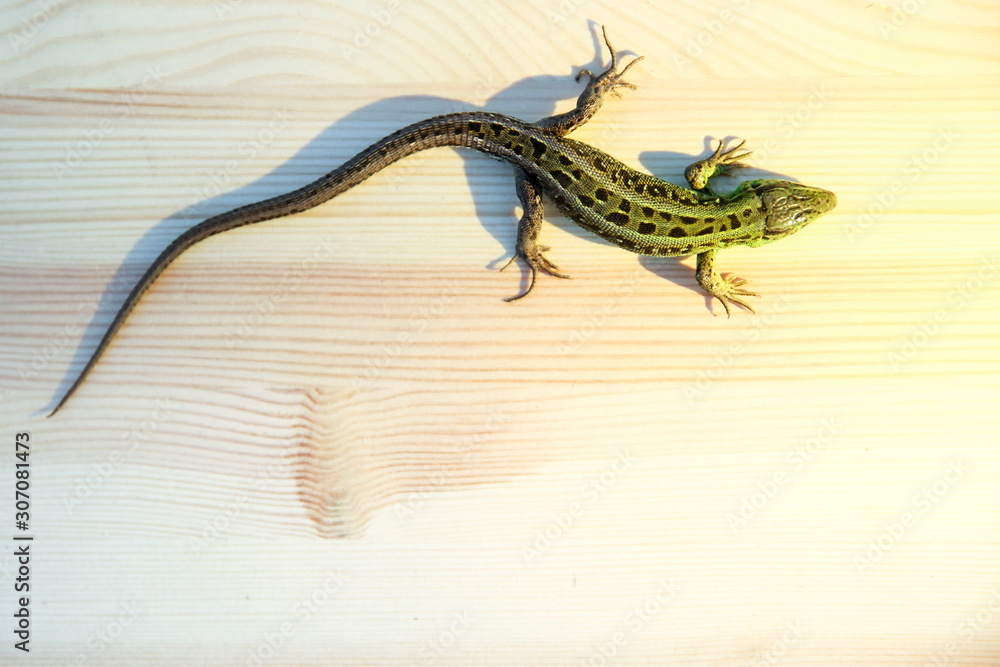 fast lizard on a wooden surface with copy space fast lizard on a wooden surface with copy space