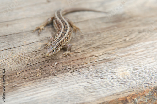fast lizard on a wooden surface with copy space