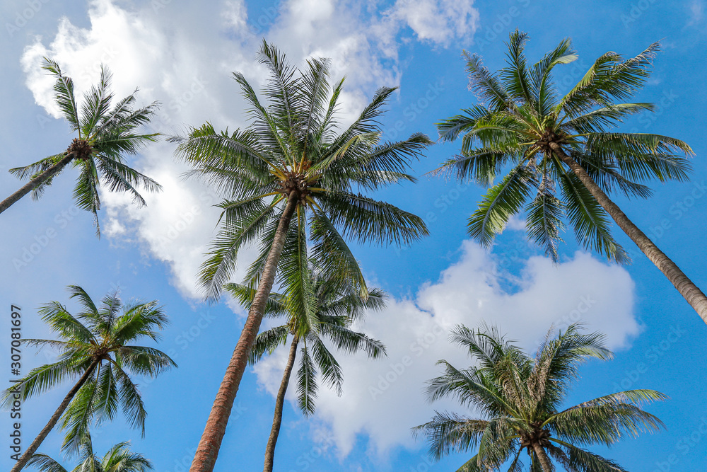 Coconut tree and blue sky with copy space.