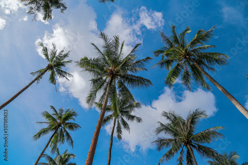 Coconut tree and blue sky with copy space.