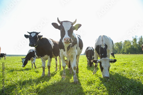 Fototapeta Naklejka Na Ścianę i Meble -  cows graze in a meadow in summer