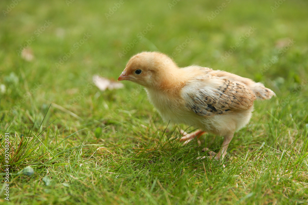 little chick on grass with copy space little chick on grass with copy space
