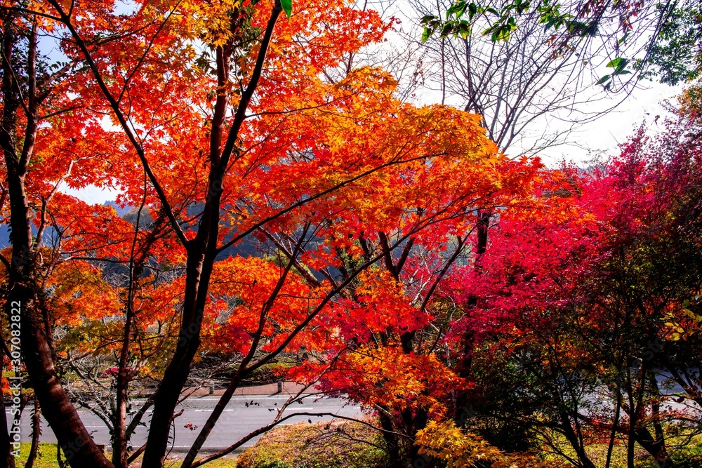 仙の岩の紅葉