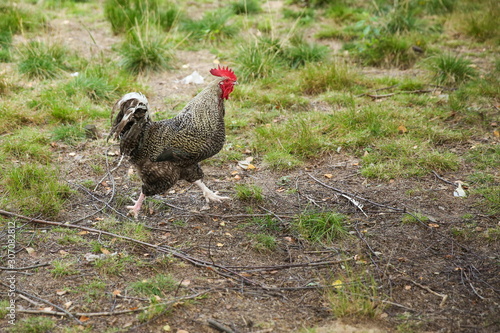 rooster walks on the grass in summer