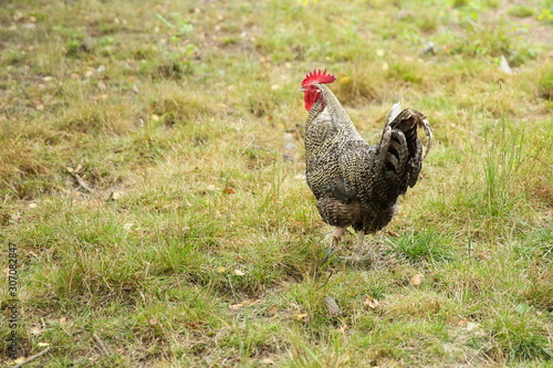 rooster walks on the grass in summer