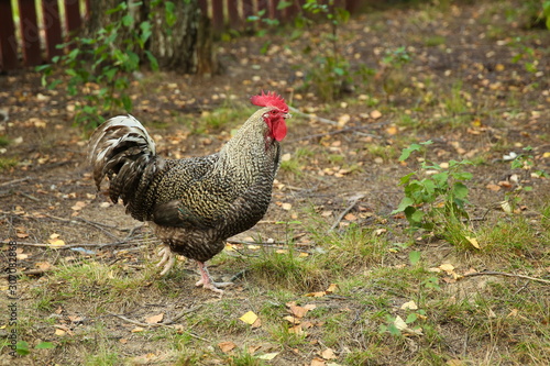 rooster walks on the grass in summer