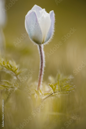 Alpine pasqueflower, summer time in the mountains