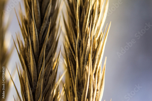 Macrophotography of wheat ear on the background of the sun. Spikelets of wheat close, against the sun and blue sky.